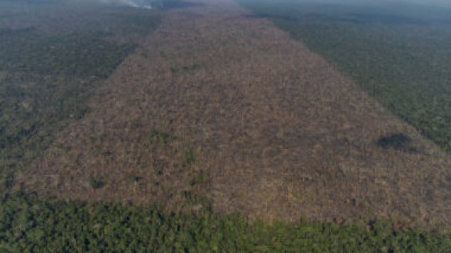 Código Florestal completa 10 anos sob ameaça de mais anistias