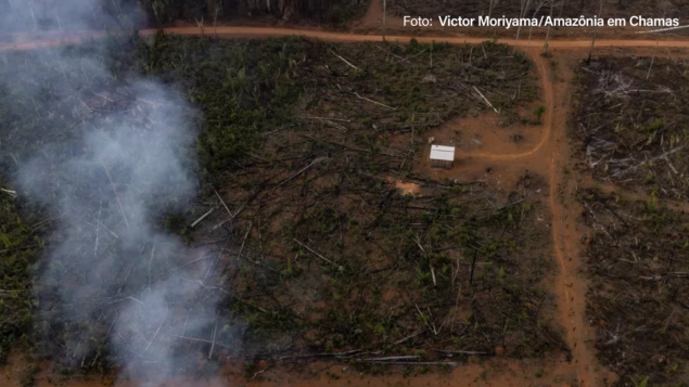 Estradas na Amazônia são tapete vermelho para desmatadores