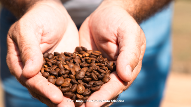 Estudo inédito revela a viabilidade econômica da restauração florestal em fazendas de café na Mata Atlântica