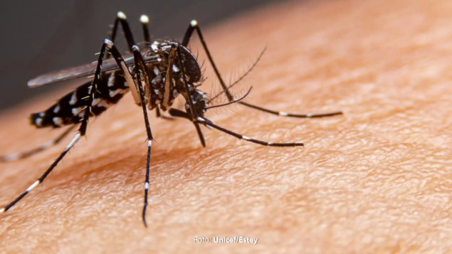 Dengue na gestação e puerpério: Saúde lança manual sobre prevenção, diagnóstico e tratamento da doença