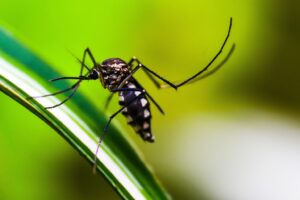 Letalidade por dengue
