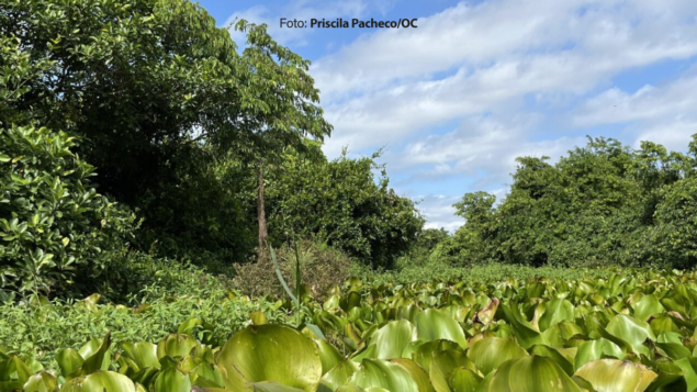 Estudo propõe programa conjunto contra crise climática e perda de biodiversidade