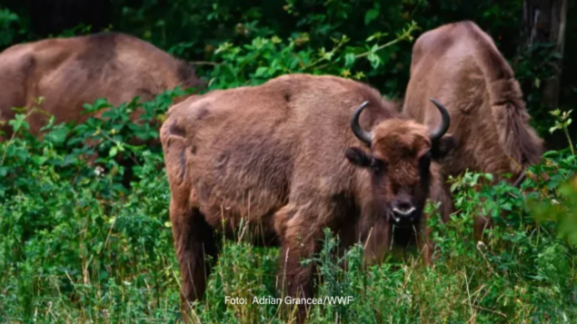 Mundo perdeu 73% da biodiversidade em 50 anos, mostra WWF