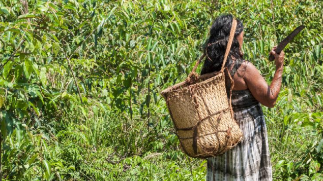 Alimentação tradicional nas escolas de Mato Grosso gera renda e fortalece cultura, saúde e meio ambiente