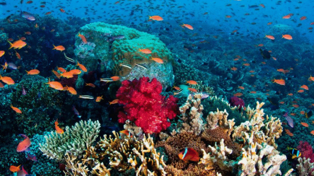 Comércio terá papel fundamental no futuro dos oceanos, diz agência da ONU