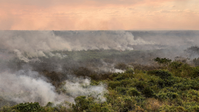 Incêndios ameaçam biodiversidade até em florestas que não pegaram fogo