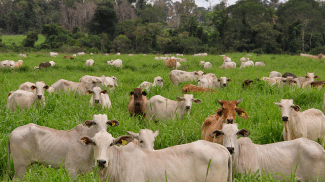 Emissões de metano do Brasil sobem 6% em quatro anos