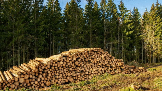 Brasil lança fundo que coloca preservação das florestas no centro da pauta climática