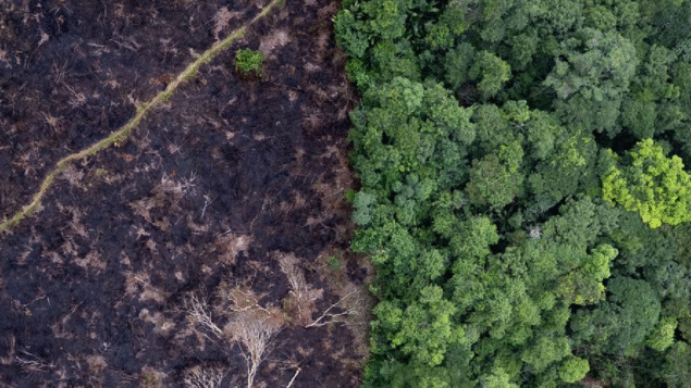 Desmatamento global desacelera, mas florestas continuam sob pressão